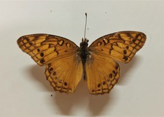 Euptoieta hegesia