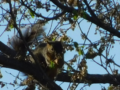 Sciurus niger