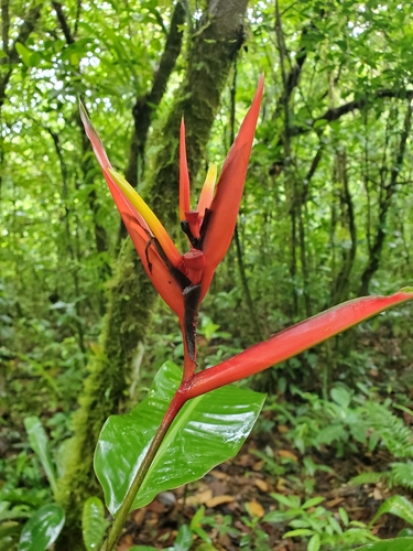Heliconia mathiasiae