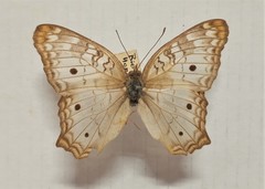 Anartia jatrophae