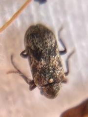 Ptinomorphus