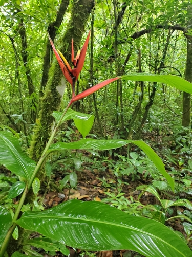 Heliconia mathiasiae, photograph 1