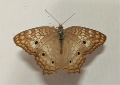 Anartia jatrophae