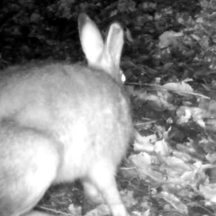 Lepus brachyurus