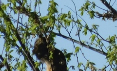 Sciurus niger