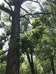 Fraxinus pennsylvanica