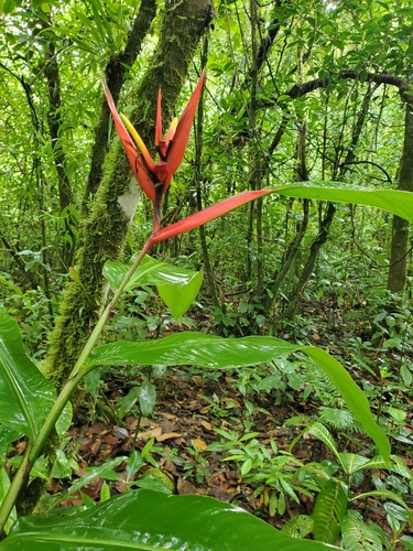 Heliconia mathiasiae, photograph 2