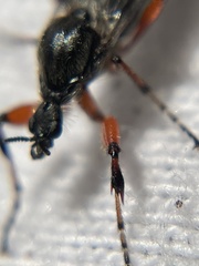 Bibio xanthopus