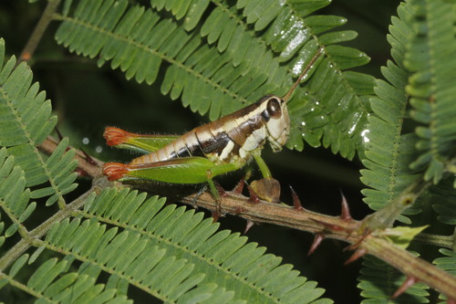 Phaedrotettix violai