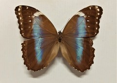 Morpho helenor