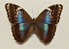 Morpho helenor
