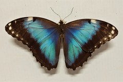 Morpho helenor