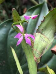 Epidendrum flexuosum