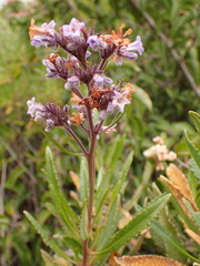 Eriodictyon crassifolium
