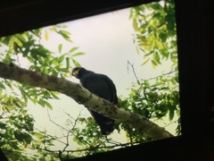 Buteogallus anthracinus