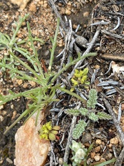 Eriophyllum pringlei