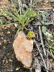 Eriophyllum pringlei