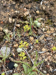 Eriophyllum pringlei