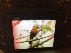 Ramphocelus passerinii