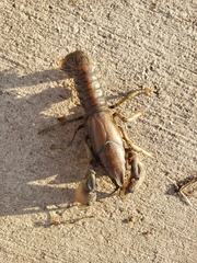 Procambarus steigmani