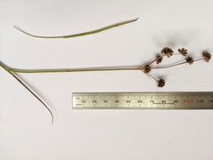 Juncus holoschoenus