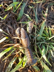 Procambarus steigmani