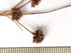 Juncus holoschoenus