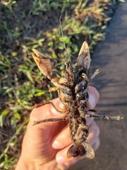 Procambarus steigmani