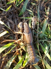 Procambarus steigmani