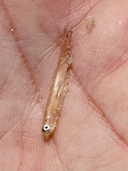 Anchoa mitchilli