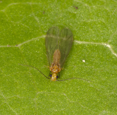 Pseudocaeciliidae