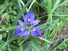 Iris brevicaulis