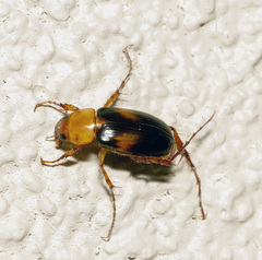 Phyllotocus bimaculatus