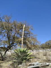 Agave salmiana crassispina