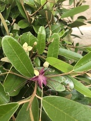 Capparis cynophallophora