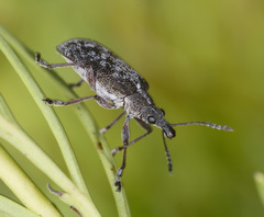 Pachyura australis