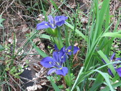 Iris brevicaulis