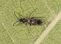 Pseudozygomma maculipennis