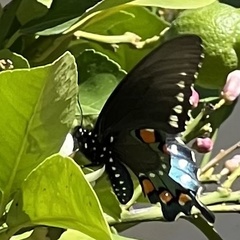 Battus philenor