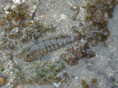 Hypsoblennius