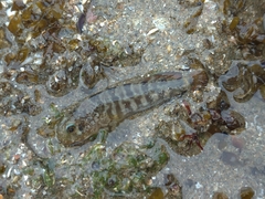 Hypsoblennius