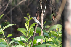 Myiagra rubecula