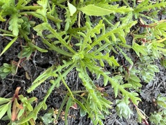 Emmenanthe penduliflora