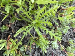 Emmenanthe penduliflora