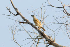 Xanthotis flaviventer