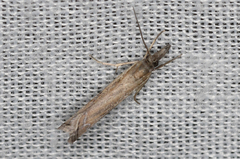 Ptochostola microphaeellus