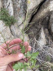 Sisymbrium erysimoides