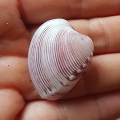 Hysteroconcha lupanaria