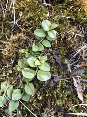 Veronica serpyllifolia