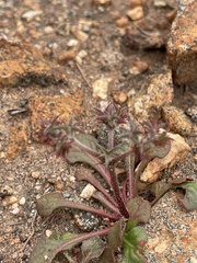 Chorizanthe fimbriata